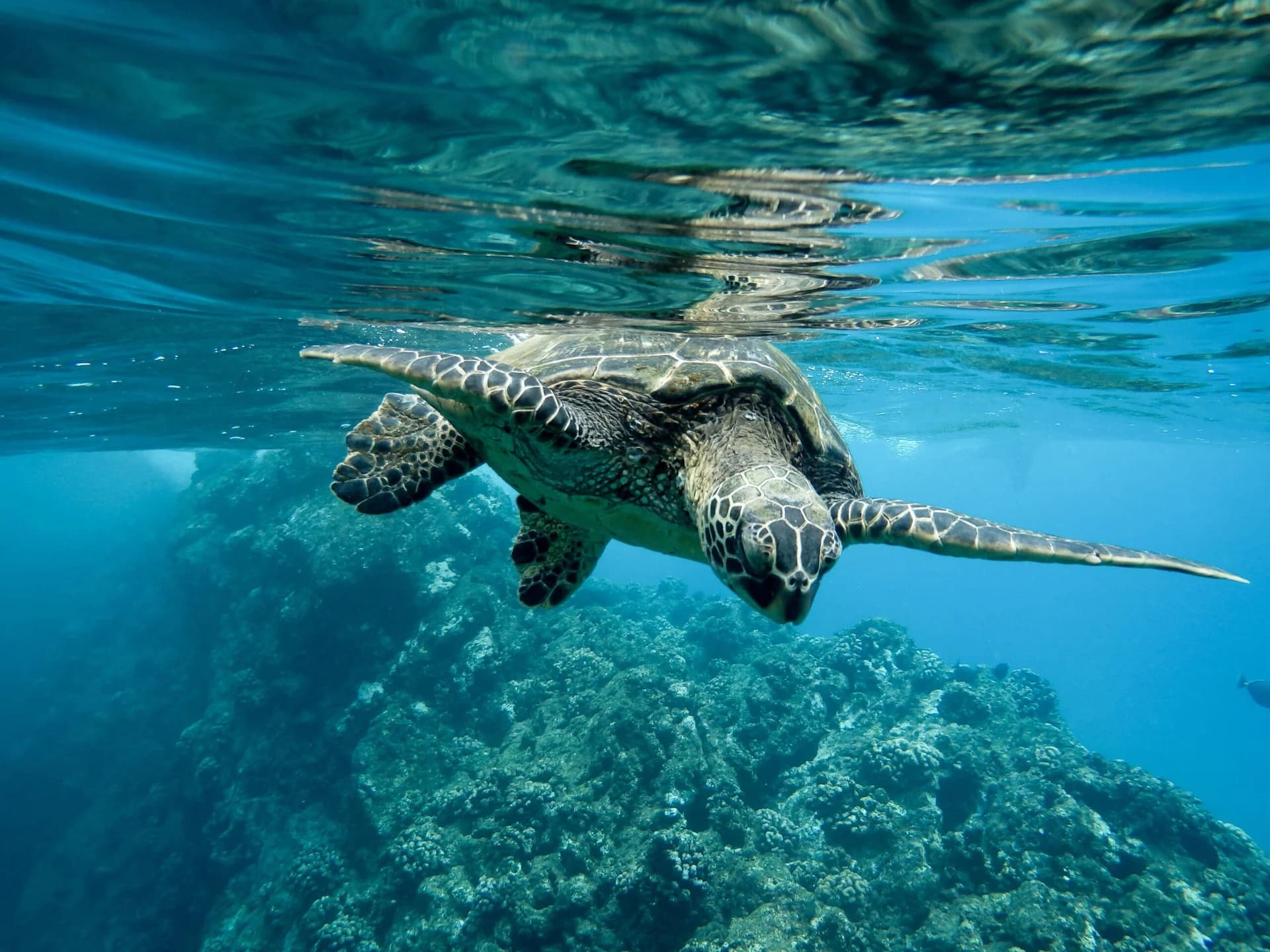 Mavi’den Caretta Caretta’lara 12 Yıldır Yaşam Desteği