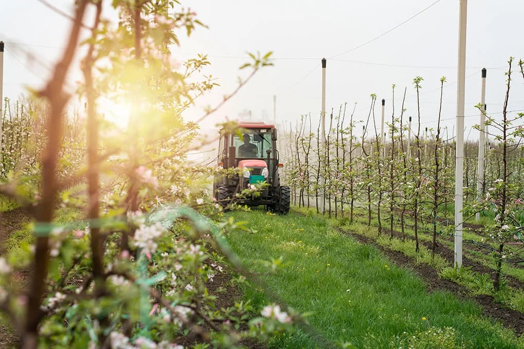 Enerjisa Üretim, Agrivoltaik Tarımla Yeniliğe Öncülük Ediyor