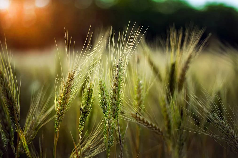 Türkiye Tarım Ticaretinde Merkez Ülke Konumunda