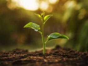 eti-bakir-41-fidani-toprakla-bulusturdu-haberi - Machingo