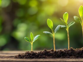 kuveytturkten-20-bin-fidanlik-hatira-ormani-haberi - Machingo