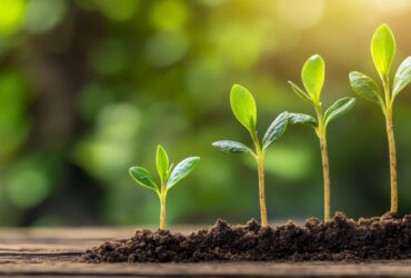 kuveytturkten-20-bin-fidanlik-hatira-ormani-haberi - Machingo