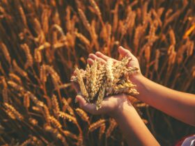 puratos-turkiye-yadigar-bugdaylar-projesiyle-buyuk-odul-aldi-haberi - Machingo