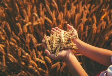 puratos-turkiye-yadigar-bugdaylar-projesiyle-buyuk-odul-aldi-haberi - Machingo