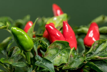 sok-marketler-pestisit-analizini-biberlerle-genisletti-haberi - Machingo