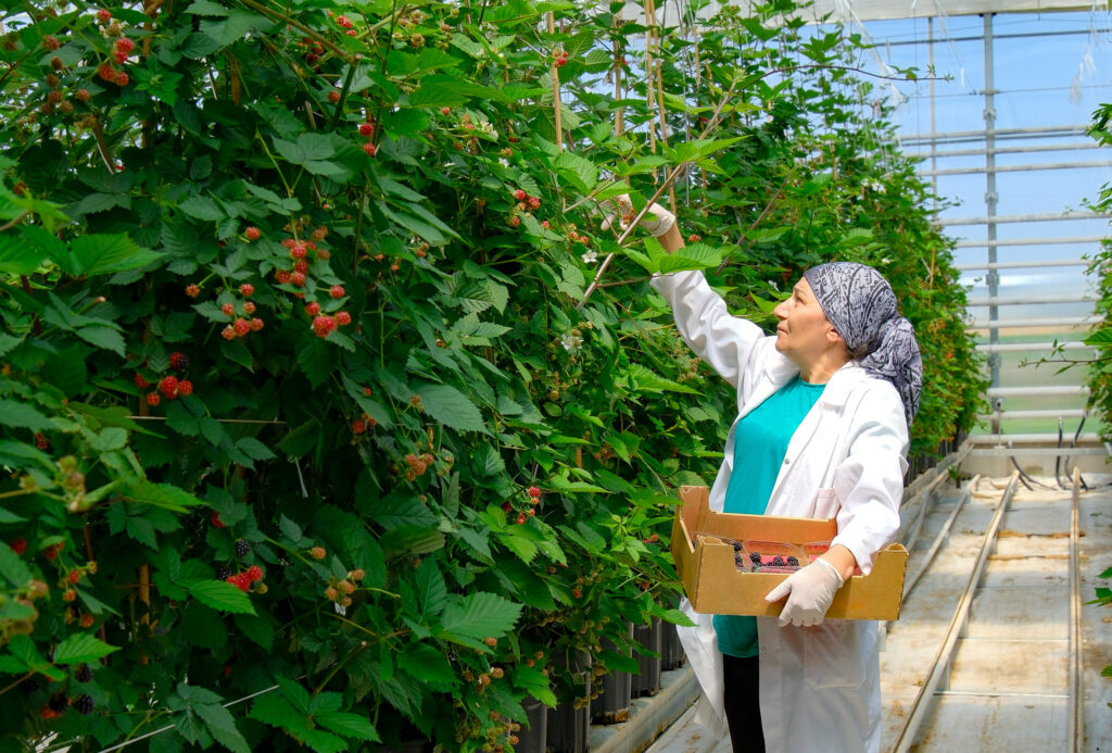 1770611728_Lokman_Group_Elara_Tarim_11 - Machingo