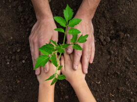 watsons-turkiye-500-bin-fidan-bagis-yapti-haberi - Machingo