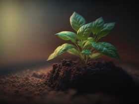 Young green seedling emerging from soil, lit against a dark, blurred background.