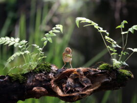 Small brown bird standing on a mossy log beside two young birds among fern fronds in a forest setting.