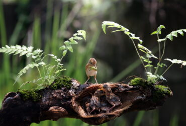 Small brown bird standing on a mossy log beside two young birds among fern fronds in a forest setting.