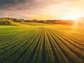Expansive farmland with neat crop rows and a tree line at the horizon bathed in warm sunset light on the right side.
