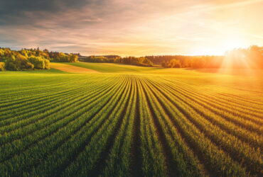 Expansive farmland with neat crop rows and a tree line at the horizon bathed in warm sunset light on the right side.