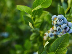 Cluster of blue blueberries on a branch with bright green leaves nearby