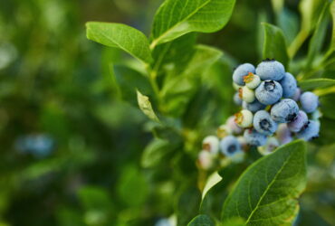 Cluster of blue blueberries on a branch with bright green leaves nearby
