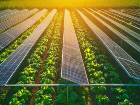 Field of solar panels arranged in rows over green crops, illustrating agrivoltaics under bright sunlight