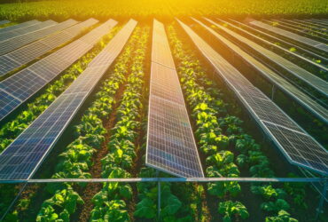 Field of solar panels arranged in rows over green crops, illustrating agrivoltaics under bright sunlight