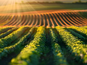 Sunlit canola fields in neat rows with a warm golden sunset glow in the background